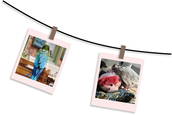 feathersonly parrot boarding hotel
